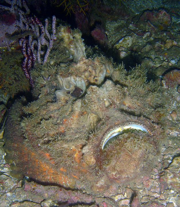56a.jpg