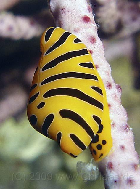 9a.jpg