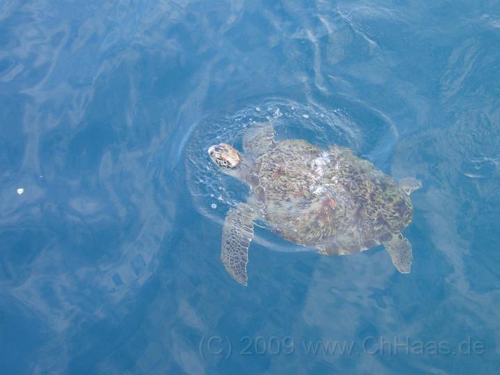 DSC01760.jpg - Eine Karettschildkröte bei Similan Koh 7 kam immer wieder und wurde unweigerlich gefüttert.